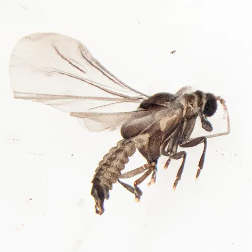 Elenchus tenuicornis