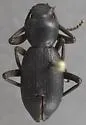 Eleodes aalbui