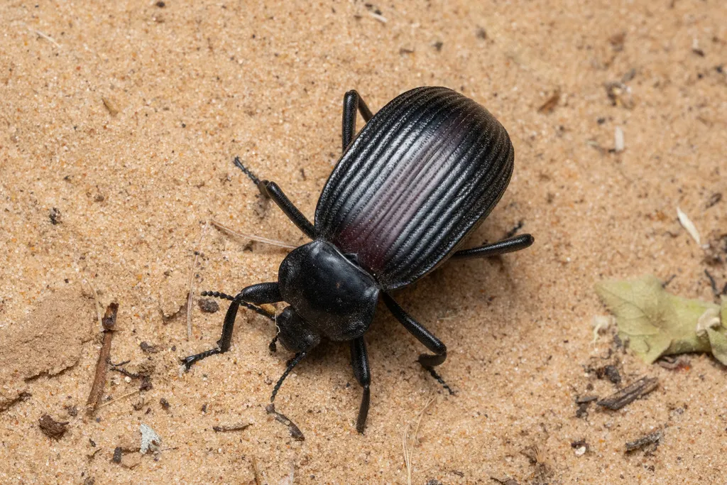 Eleodes acuta - photo 2