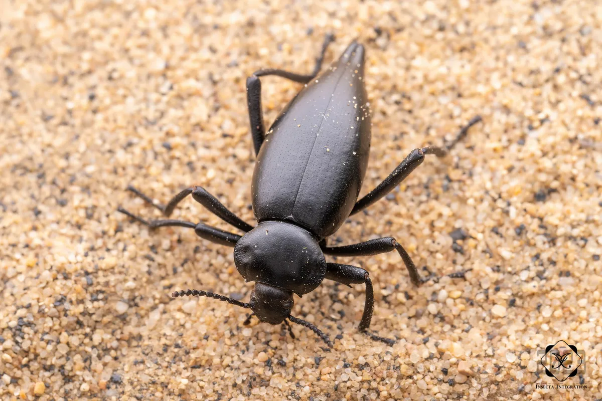 Eleodes acuticauda