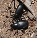 Eleodes anthracina