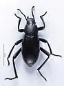 Eleodes anthracina - photo 2