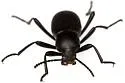 Eleodes anthracina - photo 4