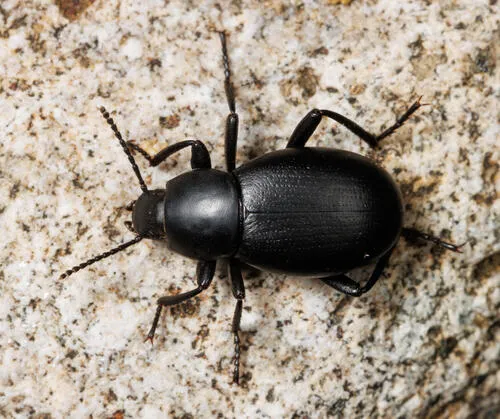 Eleodes arcuata