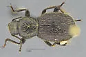 Eleodes barbata