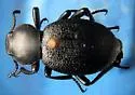 Eleodes blanchardii - Eleodes blanchardii