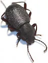 Eleodes brunnipes - Eleodes brunnipes