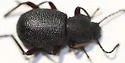 Eleodes brunnipes - photo 2