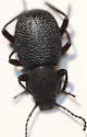 Eleodes brunnipes - photo 3
