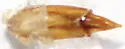 Eleodes brunnipes - photo 4