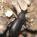 Eleodes californica - photo 2