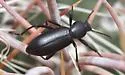 Eleodes californica - photo 4