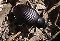Eleodes carbonaria