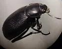 Eleodes carbonaria - photo 2