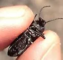 Eleodes carbonaria - photo 3