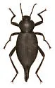 Eleodes caudifera - Eleodes caudifera