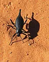 Eleodes caudifera - photo 3