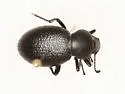 Eleodes clavicornis - Eleodes clavicornis