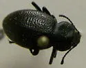 Eleodes clavicornis - photo 3