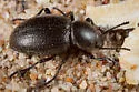 Eleodes clavicornis - photo 4