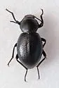 Eleodes clavicornis - photo 5