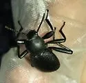 Eleodes consobrina - photo 2