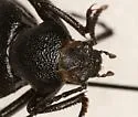 Eleodes cordata - Eleodes cordata