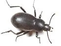 Eleodes debilis - Eleodes debilis