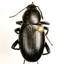 Eleodes debilis - photo 2