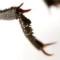Eleodes debilis - photo 3