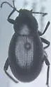 Eleodes debilis - photo 4