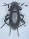 Eleodes debilis - photo 5