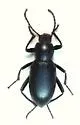 Eleodes delicata - Eleodes delicata