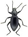 Eleodes dissimilis - photo 2