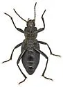 Eleodes dissimilis - photo 3