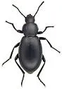 Eleodes dissimilis - photo 4