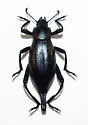 Eleodes eschscholtzii - Eleodes eschscholtzii