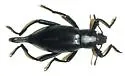 Eleodes eschscholtzii - photo 2