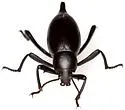 Eleodes eschscholtzii - photo 3