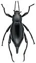 Eleodes eschscholtzii - photo 4