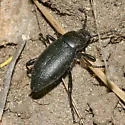 Eleodes extricata - Eleodes extricata