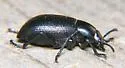 Eleodes extricata - photo 2