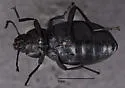 Eleodes extricata - photo 3