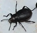 Eleodes extricata - photo 4