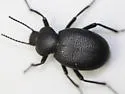 Eleodes fuchsii - photo 2