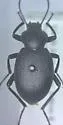 Eleodes fuchsii - photo 5