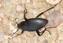 Eleodes fusiformis - photo 2