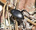 Eleodes fusiformis - photo 3