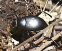 Eleodes fusiformis - photo 4