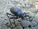 Eleodes gracilis